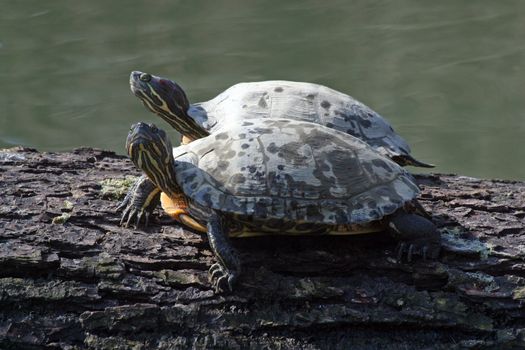 A pair of turtles