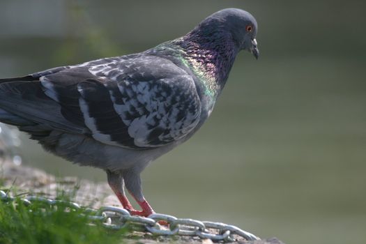 Dove