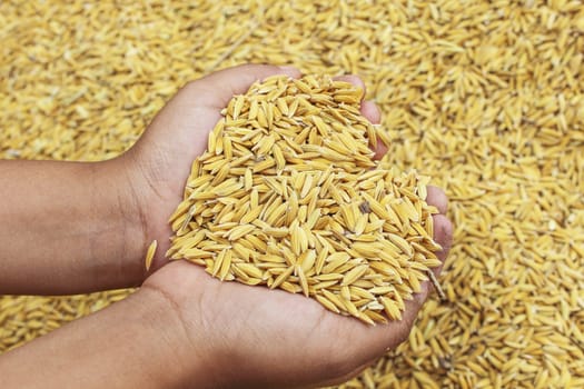 Jasmin ripe rice from Thailand