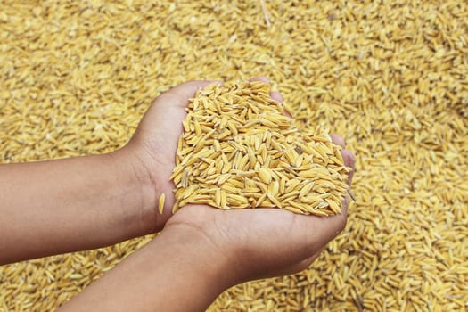 Jasmin ripe rice from Thailand