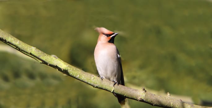 Bohemian waxwing