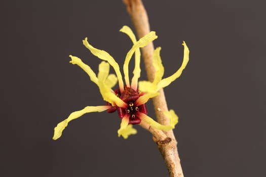 hamamelis mollis