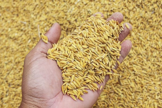 Jasmin ripe rice from Thailand