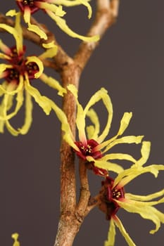 hamamelis mollis