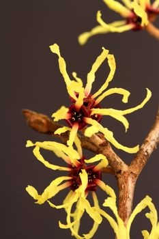 hamamelis mollis