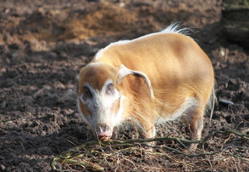 Red River Hog