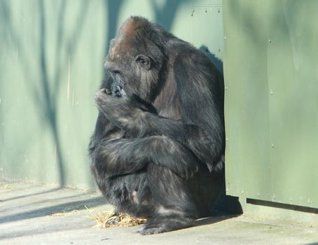 gorilla sitting