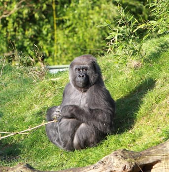 Gorilla in the sun