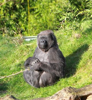 Gorilla in the sun