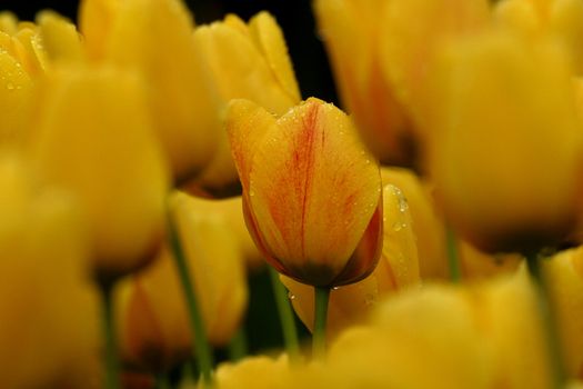 Tulips in full bloom