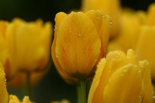 Tulips in full bloom