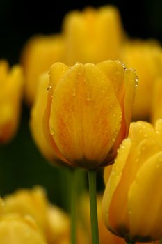 Tulips in full bloom
