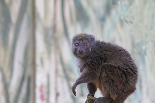 Alaotran gentle lemur