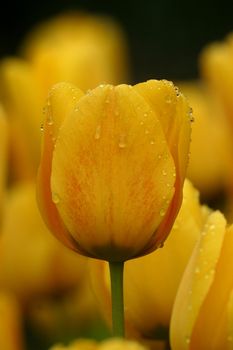 Tulips in full bloom