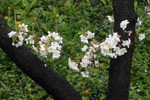 Close up of fruit flowers in the earliest springtime