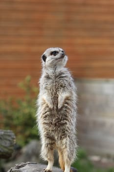 Meerkat