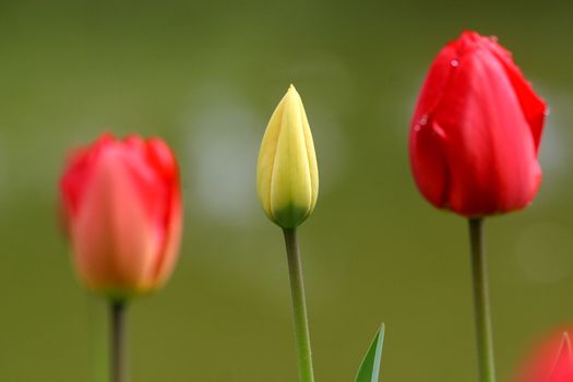 Tulips in full bloom