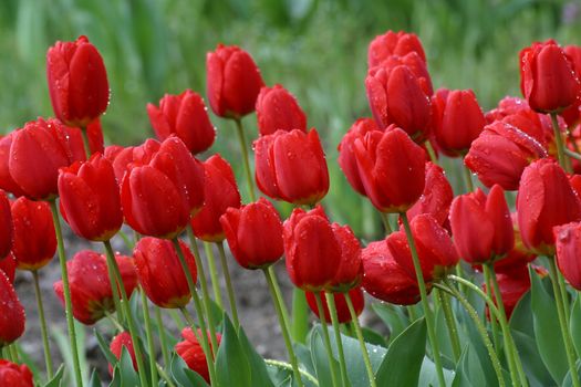 Tulips in full bloom