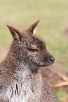 Wallaby