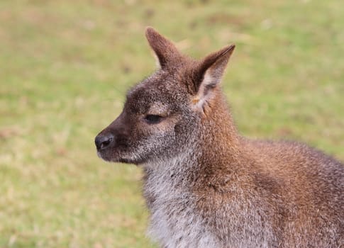Wallaby