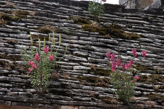 Flower on the Roof