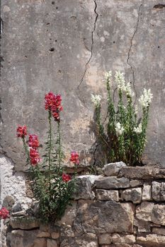 Flower on the wall