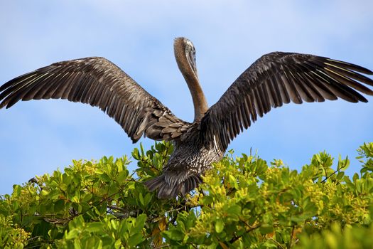 Pelican preparing for takeoff from the mangroves