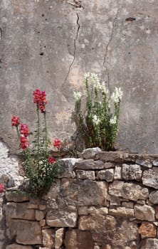 Flower on the wall