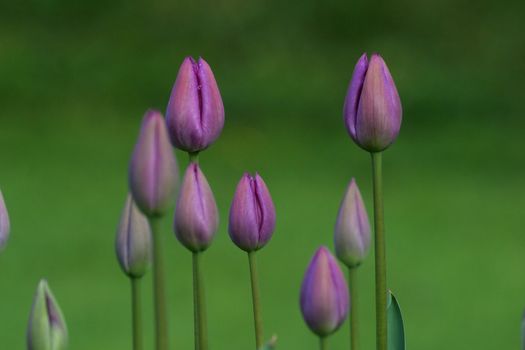 Tulips in full bloom