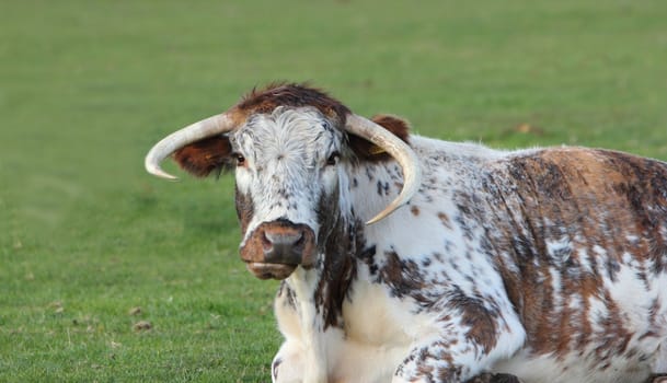 Longhorn cow
