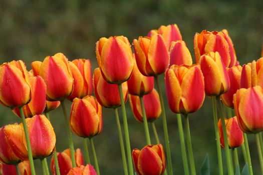 Tulips in full bloom