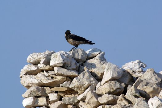 Black bird watching area around them