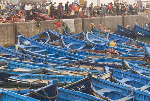 Fish being offloaded from a fleet of small blue inshore fishing boats in the fishing village of Essaouira, Morocco.