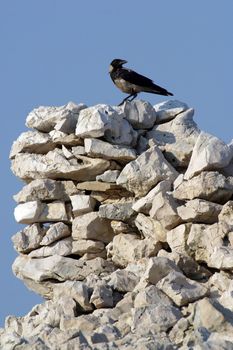 Black bird watching area around them