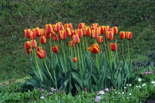 Tulips in full bloom