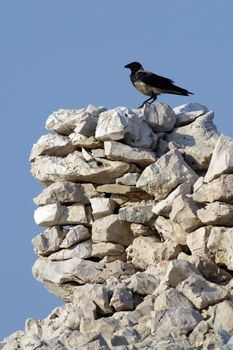 Black bird watching area around them