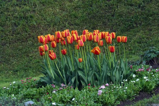 Tulips in full bloom
