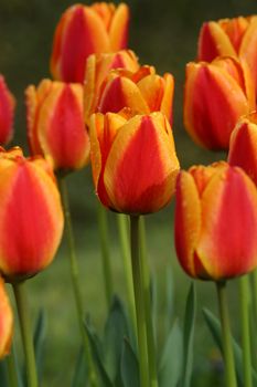 Tulips in full bloom