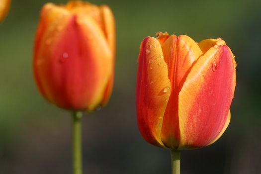 Tulips in full bloom