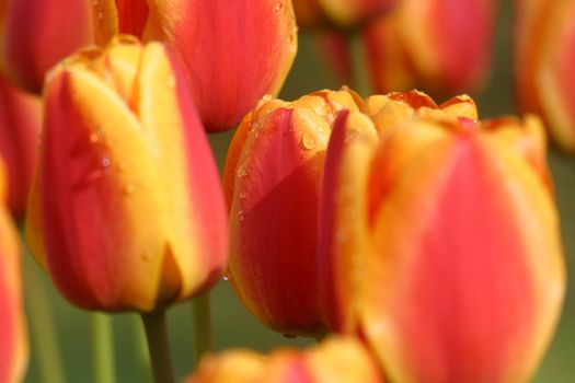 Tulips in full bloom