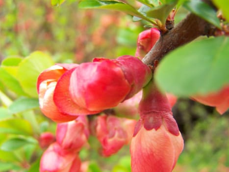 Close up of the bright little flowers on the shrub.