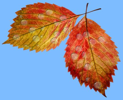 Autumn leaves with drops of dew on a blue background