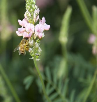 Bee collecting nectar with buckwheat. On paws the collected honey is visible