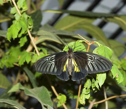 The black butterfly (the tropical butterfly photographed close up with high detailed elaboration)