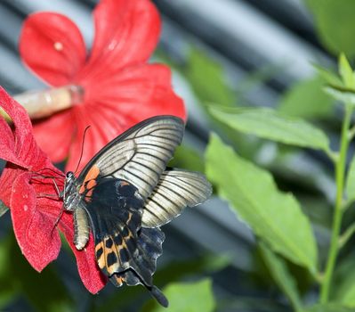 The butterfly (the tropical butterfly photographed close up with high detailed elaboration)