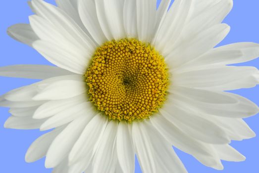 Flower of a camomile (a close up, it is isolated)