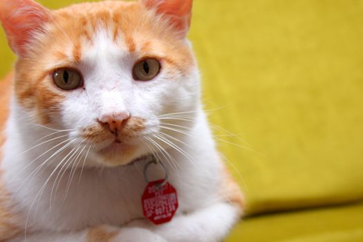 Tabby cat resting on a green sofa chair