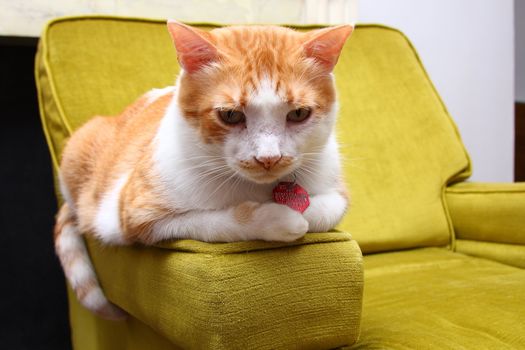 Tabby cat resting on a green sofa chair