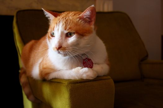 Tabby cat resting on a green sofa chair