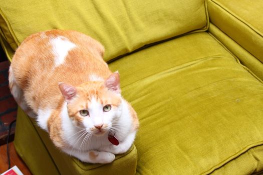 Tabby cat resting on a green sofa chair